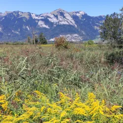 Rhine River Walks - Ruggell