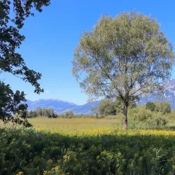 Rhine River Walks - Ruggell