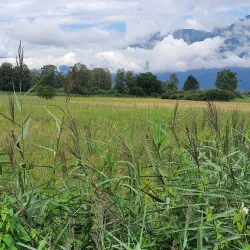 Ruggeller Riet Nature Reserve - Ruggell