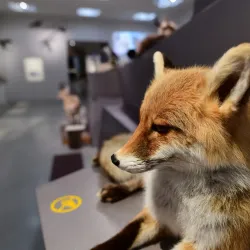 Liechtenstein National Museum (nearby in Vaduz) - Triesen
