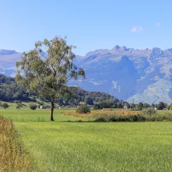 Ruggeller Riet Nature Reserve (nearby) - Triesen