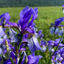 Ruggeller Riet Nature Reserve (nearby) - Triesen