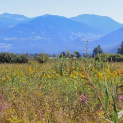 Ruggeller Riet Nature Reserve (nearby) - Triesen