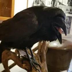 Triesen Local Museum - Triesen