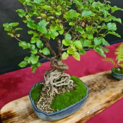 Alytus History Museum - Alytus