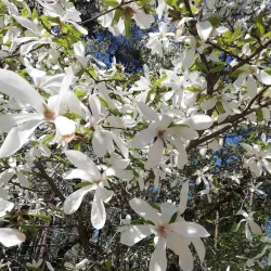 Alytus Park - Alytus