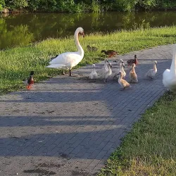 Garliava Park - Garliava