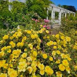 Jonava Botanical Garden - Jonava