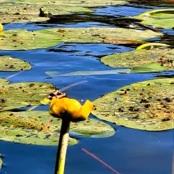 Jonava Park - Jonava
