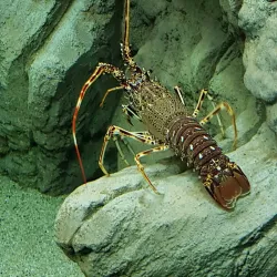 Lithuanian Sea Museum and Dolphinarium - Klaipeda