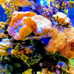 Lithuanian Sea Museum and Dolphinarium - Klaipeda