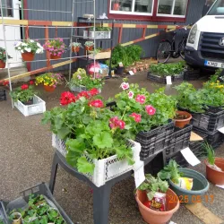 Kretinga Market - Kretinga