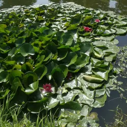 Kretinga Regional Park - Kretinga