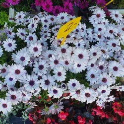 Marijampole Market - Marijampole