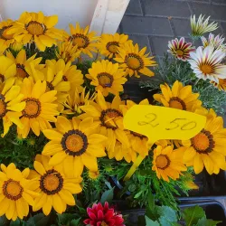 Marijampole Market - Marijampole