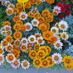 Marijampole Market - Marijampole