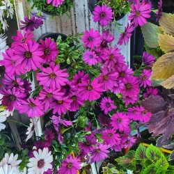 Marijampole Market - Marijampole