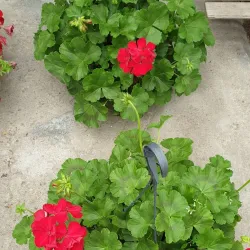 Marijampole Market - Marijampole