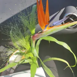 Marijampole Market - Marijampole