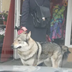 Marijampole Market - Marijampole