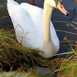 Mazeikiai Park - Mazeikiai
