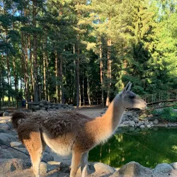 Palanga Mini Zoo - Palanga