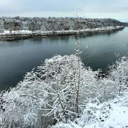 Bird Watching Spots near Panemune - Panemune