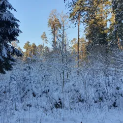 Bird Watching Spots near Panemune - Panemune
