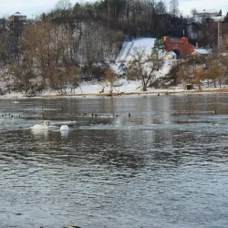 Bird Watching Spots near Panemune - Panemune