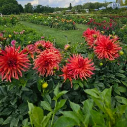 Panevezys Botanical Garden - Panevezys