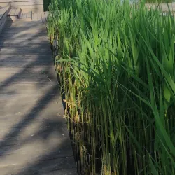 Raseiniai Park - Raseiniai