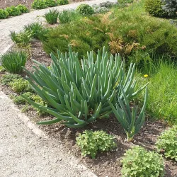 Šiauliai University Botanical Garden - Siauliai