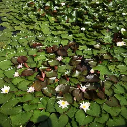 Šiauliai University Botanical Garden - Siauliai