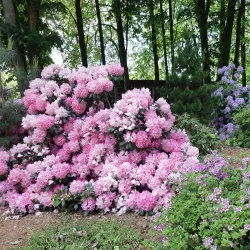 Šiauliai University Botanical Garden - Siauliai