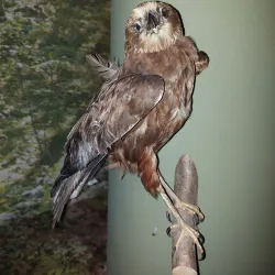 Žemaitija National Park Visitor Center - Telsiai
