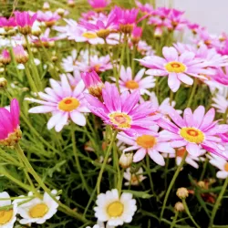 Utena Old Town - Utena