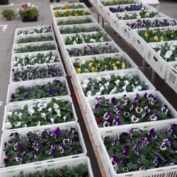 Vilkaviškis Market Square - Vilkaviskis