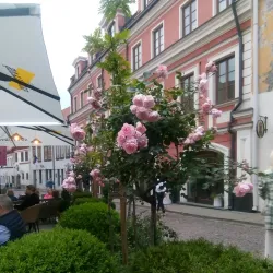 Vilnius Old Town - Vilnius