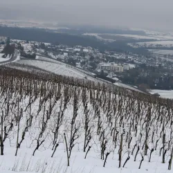 Moselle Wine Region - Alzingen