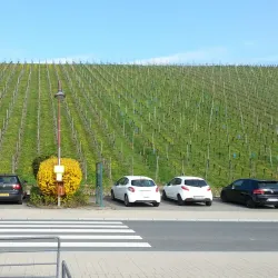 Moselle Wine Region - Alzingen