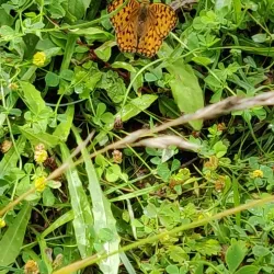 Sentier Nature Bascharage - Bascharage