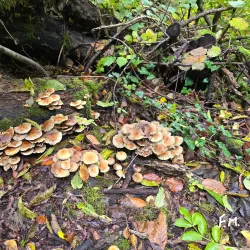 Sentier Nature Bascharage - Bascharage