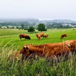 Luxembourg City - Belvaux