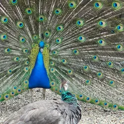 Parc Merveilleux - Belvaux