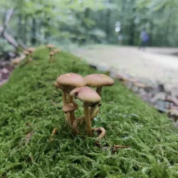 Bettembourg Nature Reserve - Bettembourg