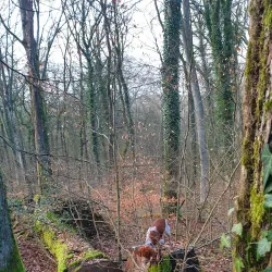 Bettembourg Nature Reserve - Bettembourg