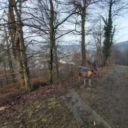 Parc Municipal de Clervaux - Clervaux