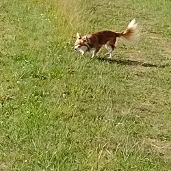 Sauer River Promenade - Diekirch