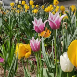 Differdange City Park - Differdange