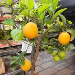 Esch-sur-Alzette Market - Esch-sur-Alzette